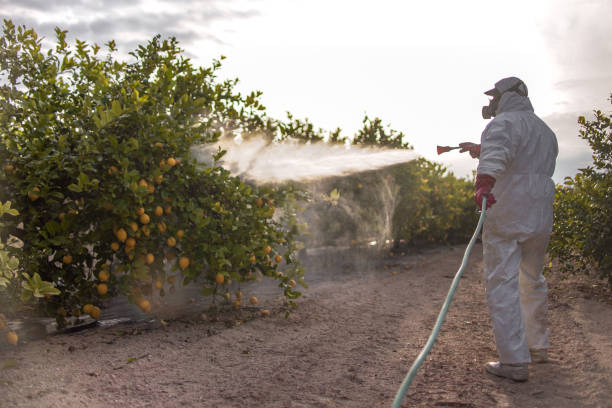 Best Ant Control Services  in Soquel, CA